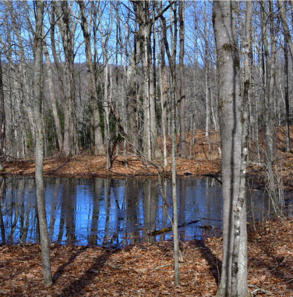 Image for event: Vernal Pools Exploration